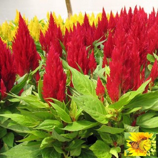 Hạt giống hoa Màu gà lửa