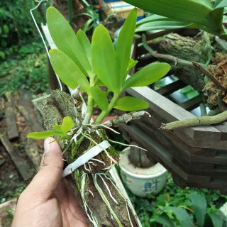 Phong lan trầm hương