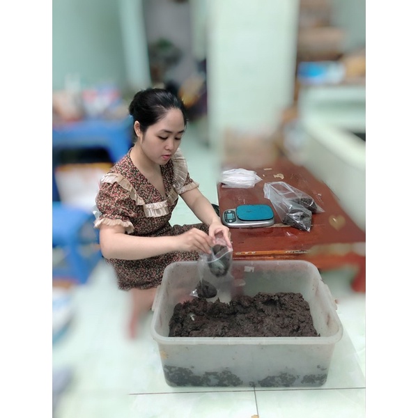 Tim bò tổng hợp