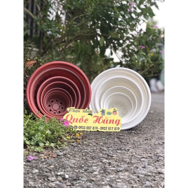 Chậu nhựa trắng  trồng sen đá- xương rồng-cây mini