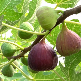 CÂY GIỐNG SUNG MỸ