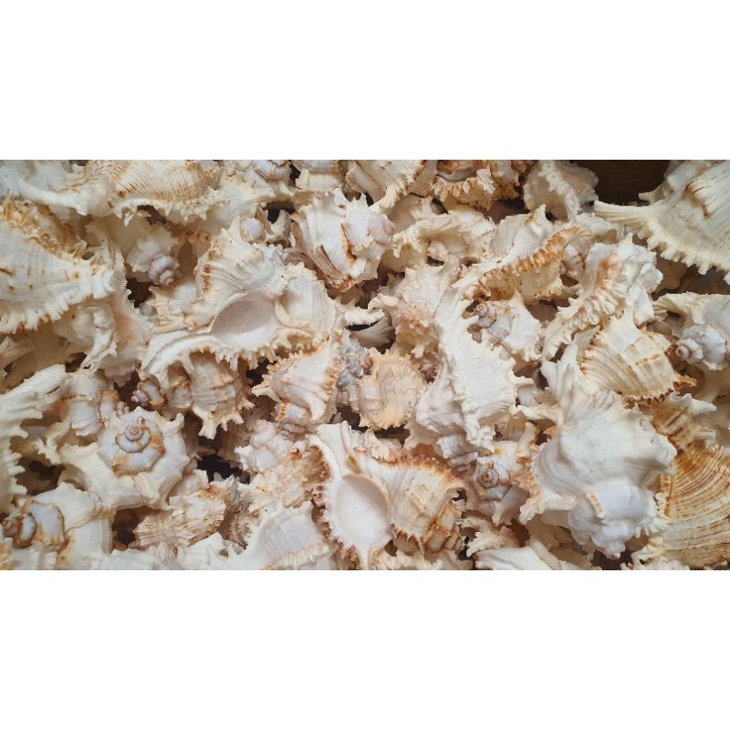 1 kg vỏ ốc gai trắng giá sỉ