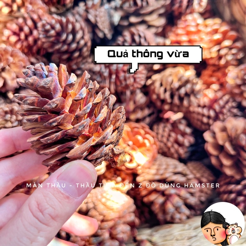 Quả thông sạch mài răng dành cho Hamster
