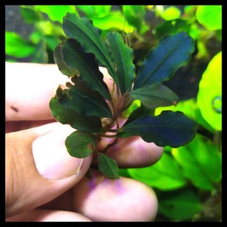 Bucephalandra Sp Có Màu Tím Xanh Lam