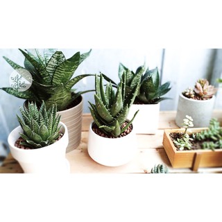 Cây lưỡi hổ xanh(lưỡi mèo - không bao gồm chậu)