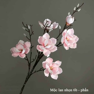 Hoa mộc lan 6b