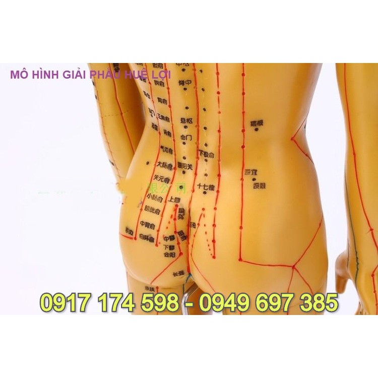 MÔ HÌNH HUYỆT VỊ MÀU ĐỒNG 50CM . MÔ HÌNH HUYỆT VỊ CƠ THỂ NGƯỜI NAM MÀU ĐỒNG