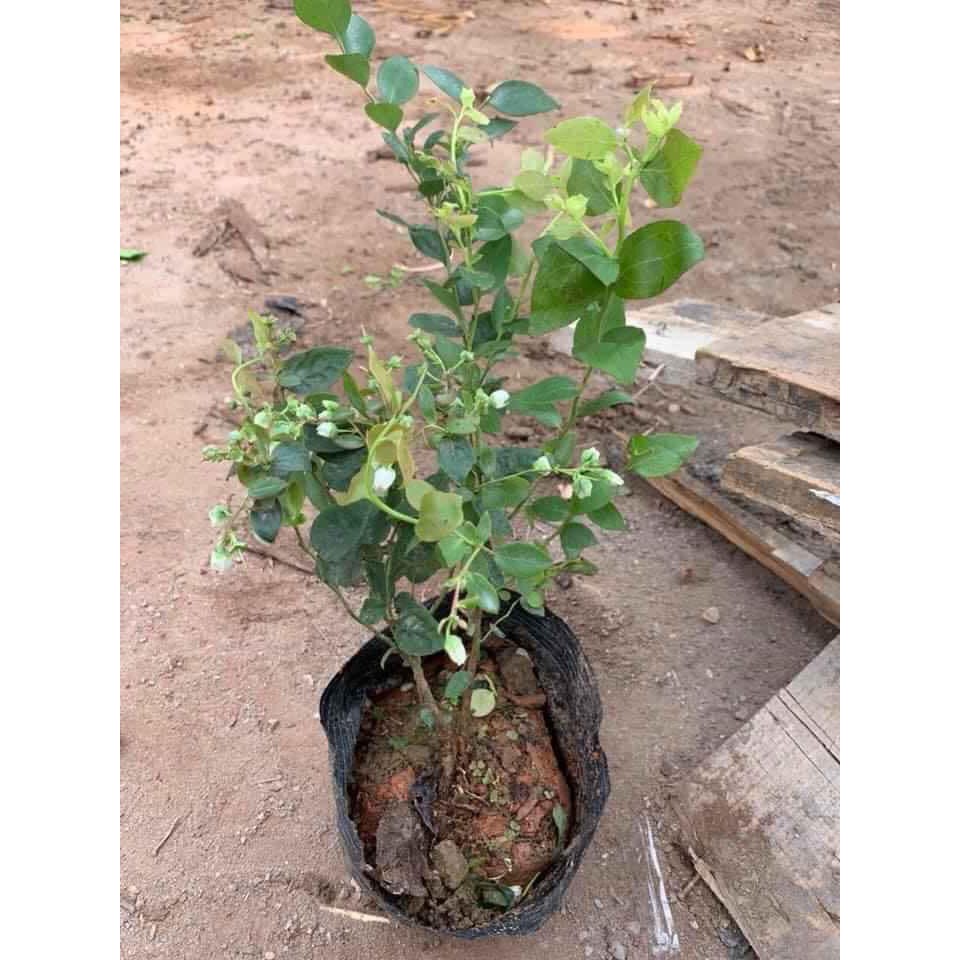 Việt Quất tứ quý  cho trái 4 mùa  - Trang Flowers