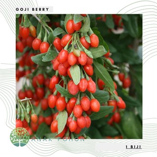 Hạt giống quả goji berry nhập khẩu 15h