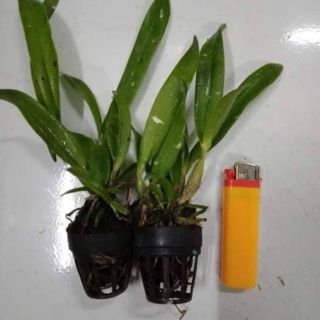 Cát mini why not hồng