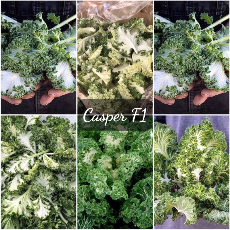 100 Hạt giống kale thuỷ tinh Casper F1