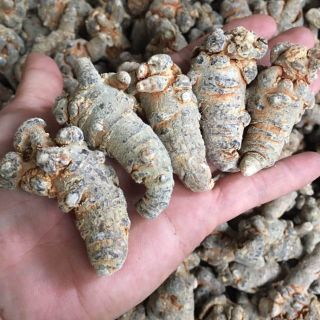100gr Củ tam thất khô đặc sản Tây Bắc