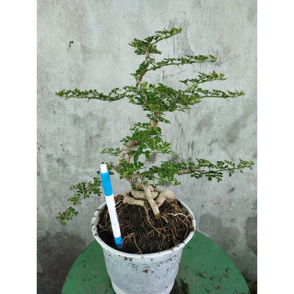 Cây Cần Thăng - Cây cảnh Bonsai mini - caykiengsadec + Tặng phân bón cho cây mau lớn