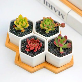Set chậu sứ trắng để bàn [Tặng kèm khay gỗ]