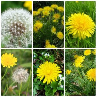 [Seeds] Hạt giống cây bồ công anh Rado, đóng gói 1gr