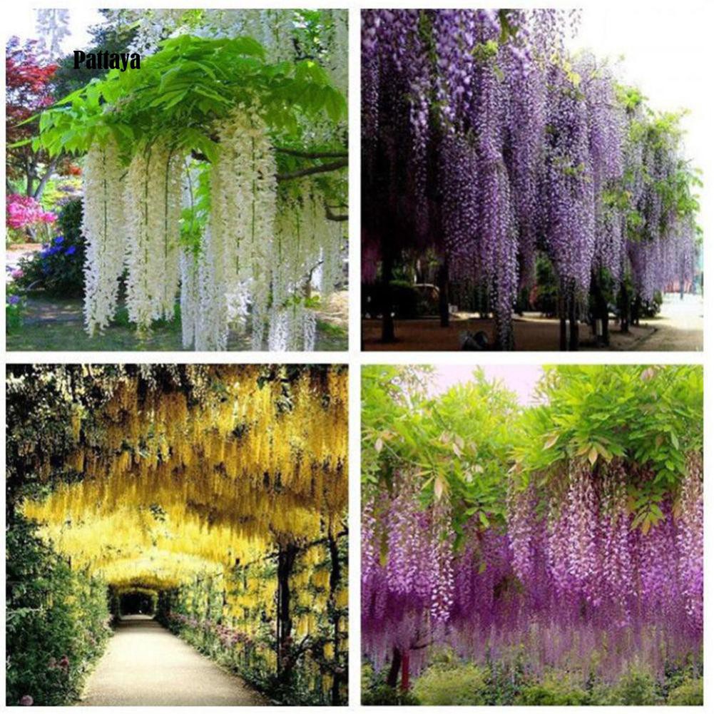 Vòng Hoa Wisteria Nhân Tạo Dùng Cho Trang Trí Tiệc Cưới