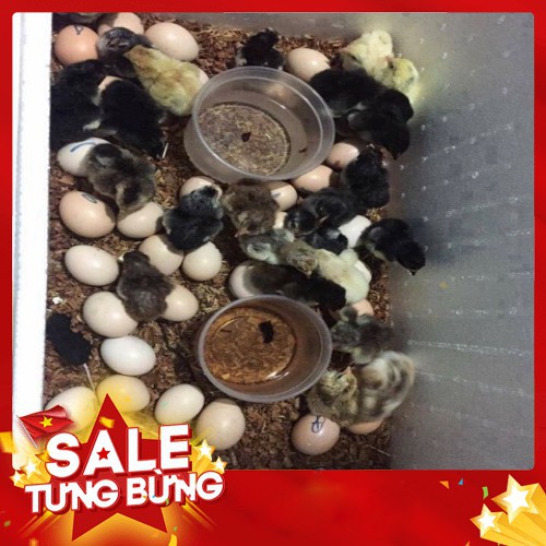 Máy Ấp Trứng Mini