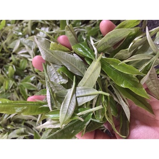Trà Shan tuyết Hà Giang(Trà mạn)