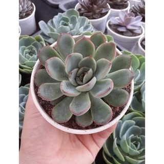 Cây Sen đá viền đỏ cỡ To