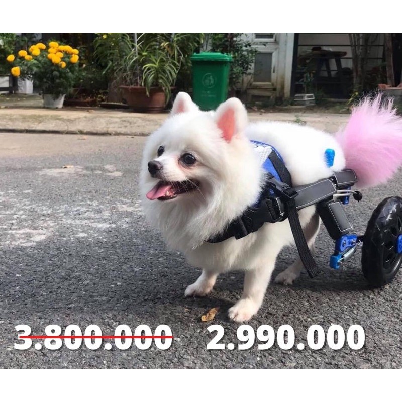 Xe lăn chó mèo America S/ XS size Dog wheelchair America technique