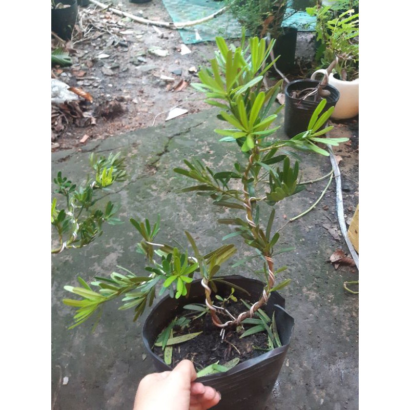 Tùng đài loan bonsai mini