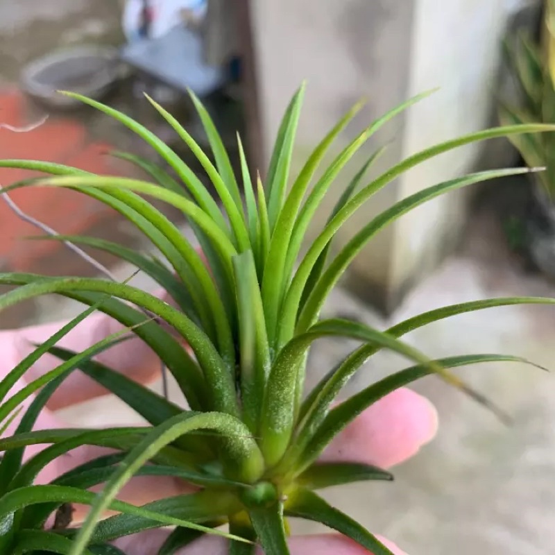 Cây không khí thạch thảo ( Tillandsia ionantha)