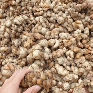 Địa Liền 1kg tươi