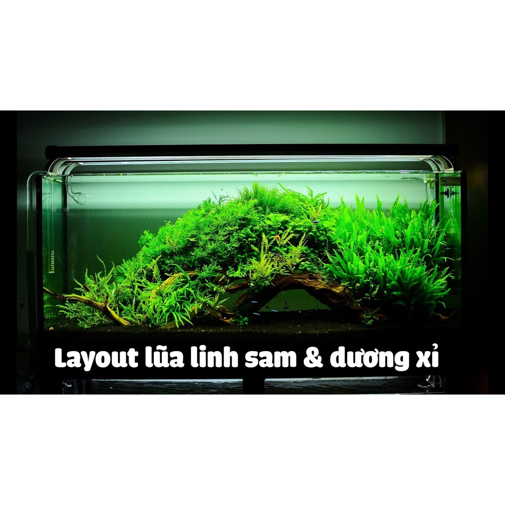 Cây thủy sinh dương xỉ Mỹ Nhân bụi tròn