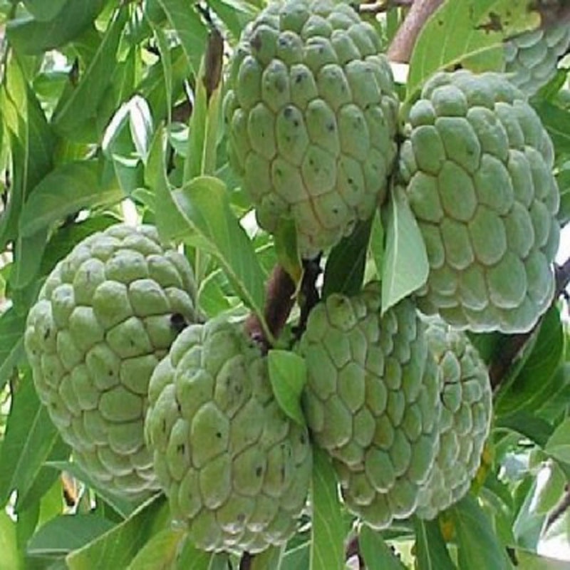 Cây Na thái - Na Xiêm - cho trái siêu to khổng lồ