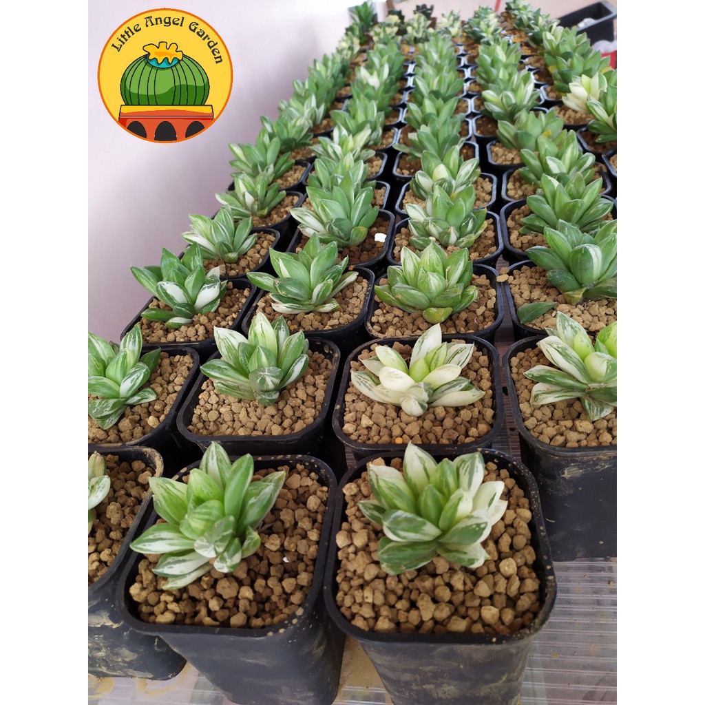 Haworthia Cymbiformis Varigated Asphodelaceae đã thuần khí hậu, dễ chăm