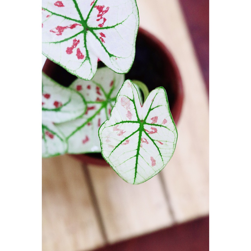 Chậu cây Caladium Strawberry Star - Môn Kem Dâu Tây hàng thuần khí hậu Việt Nam