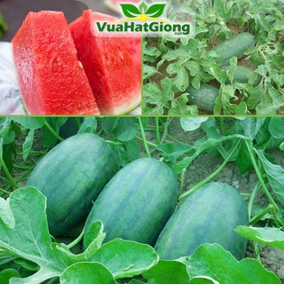 Hạt Giống Dưa Hấu Dễ Trồng, Sai Trái