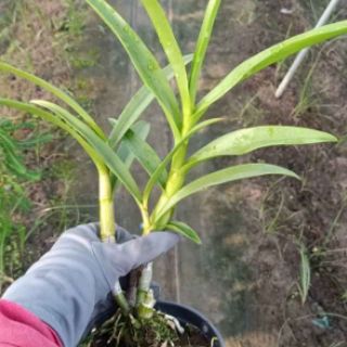 Lan denro nắng vàng lưỡi đỏ hoa thơm