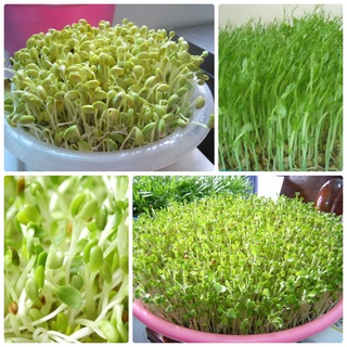 30 gram hạt giống mầm rau đậu Hà lan