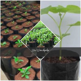 Bầu Ươm Cây