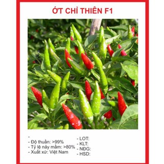 Hạt Giống Ớt Chỉ Thiên Siêu Cay 20 HẠT luckyseed hạt siêu rẻ