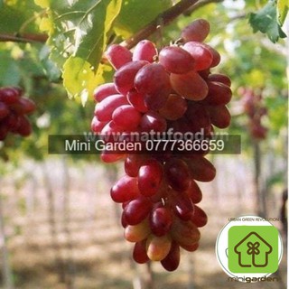 Gốc Nho Giống Ninh Thuận Nho Ngón Tay NH01-152