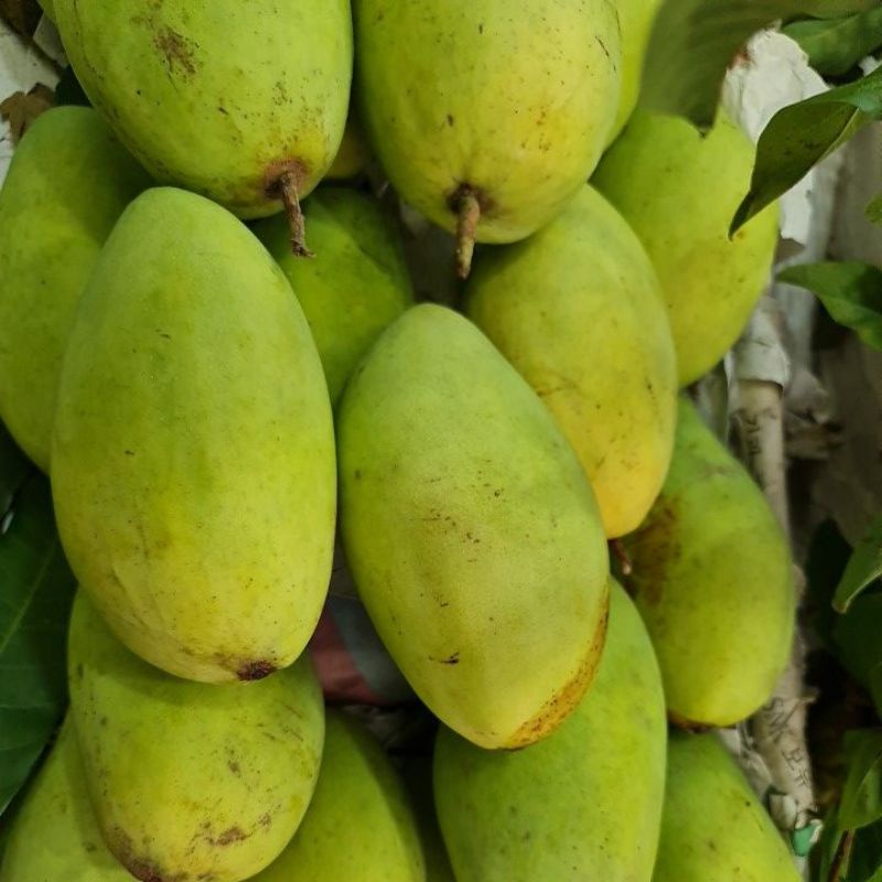 Xoài cát hòa lộc