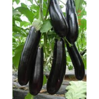 100 hạt giống cà tím dài đen năng suất cao