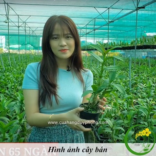 HOA LAN DENDRO NẮNG – URAWAN | Lưỡi hoa siêu độc lạ