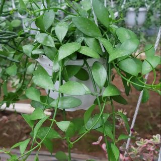 [CHẬU TREO ] Hạt dưa xanh