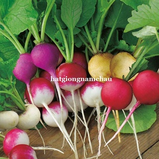100H - HẠT GIỐNG CỦ CẢI CHERRY MIX