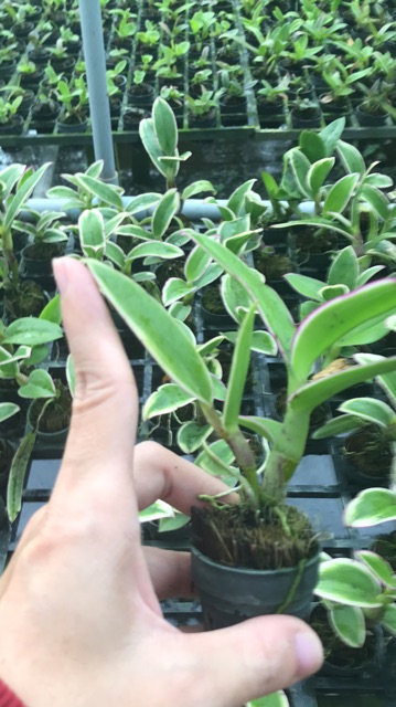 Hoa lan thongchai gold