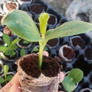 COMBO 20 viên nén ươm hạt giống ,ươm cây con