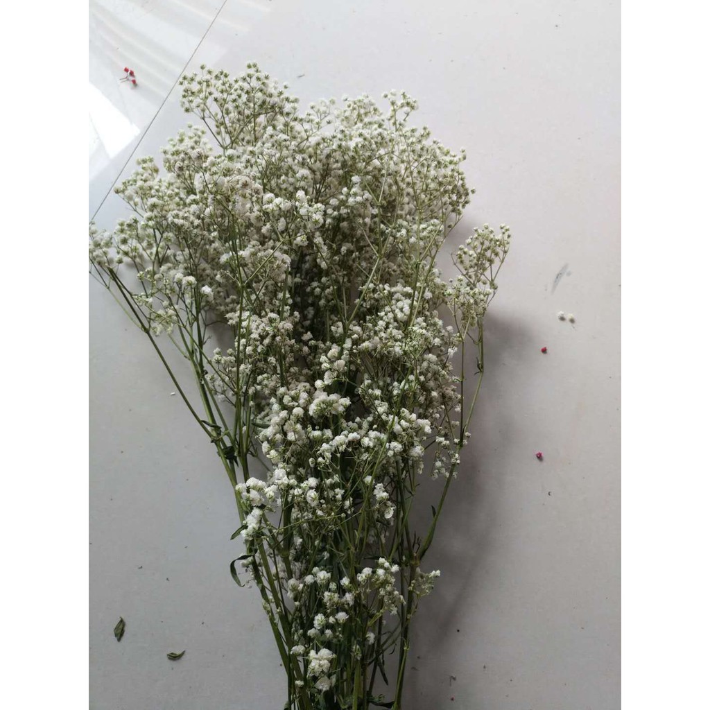 Hoa Baby bất tử Gypsophila hoa khô trang trí làm đồ handmade, bó 50g