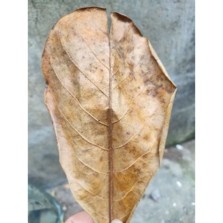10 lá bàng khô
