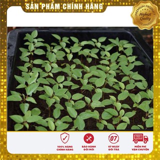 Hạt Giống Rau Đay Đỏ Cao Sản(