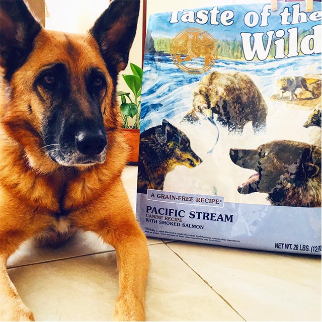 Thức Ăn Cho Chó Becgie Taste Of The Wild Da Lông, Cơ Bắp Bao 500g -  Pacific Stream Cá Hồi Xông Khói, Rau Củ Quả