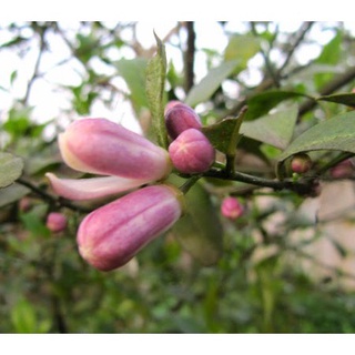 Cây giống chanh bông tím