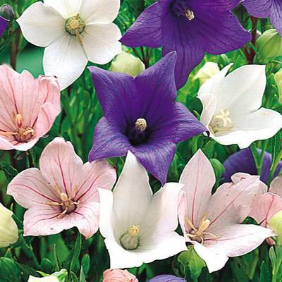 Hạt Giống Hoa Cát Cánh Mix